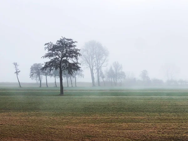 Uma Bela Vista Árvores Prado Cercado Por Nevoeiro — Fotografia de Stock