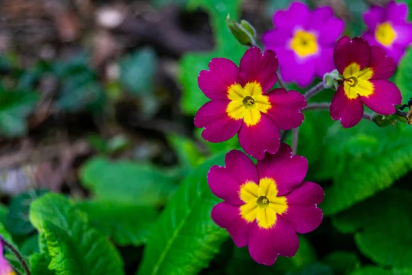 Närbild Bild Bild Lila Primrose Blommor Med Gröna Blad Suddig — Stockfoto
