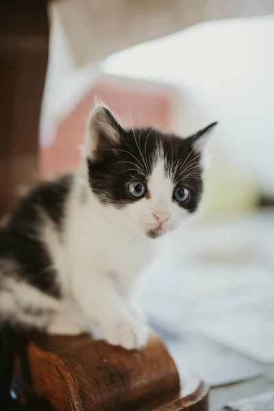 Vertical Shot Curious Black White Kitten Sitting Wooden Table Leg — 스톡 사진