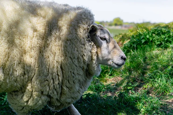 緑のフィールドに横たわっている毛皮の羊のクローズアップショット — ストック写真