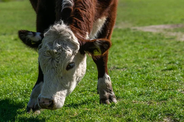 Tiro Close Uma Vaca Marrom Pastando Grama Campo — Fotografia de Stock
