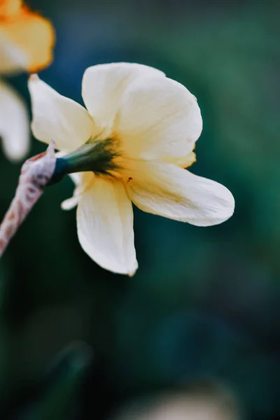 Close Uma Bela Flor Narciso Fundo Borrado — Fotografia de Stock