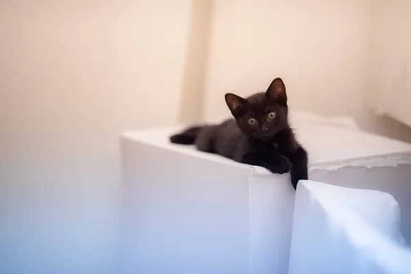 Zbliżenie Ujęcie Ślicznego Czarnego Kotka Leżącego Białej Powierzchni — Zdjęcie stockowe