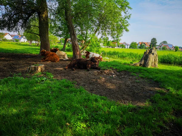 View Peacefully Grazing Cattle Scenic Countryside — 图库照片