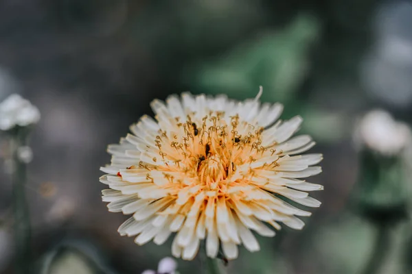 Mise Point Sélective Pissenlit Jaune Taraxacum Officinale Sur Fond Flou — Photo