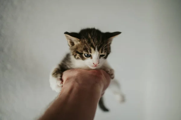 Disparo Vertical Gatito Lindo Con Ojos Azules Palma Una Persona — Foto de Stock