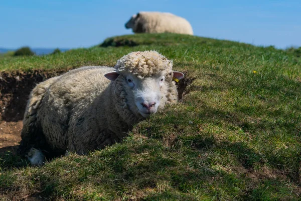 Nahaufnahme Eines Pelzigen Schafes Das Auf Dem Boden Liegt — Stockfoto