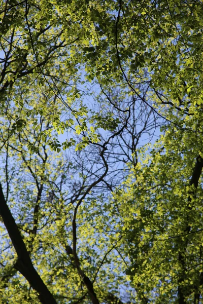 Niski Kąt Strzał Zielonych Gałęzi Drzewa Niebieskim Niebem Tle — Zdjęcie stockowe