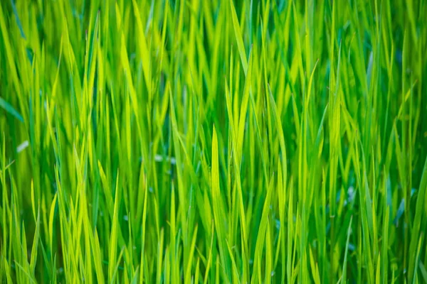 Ein Feld Frischen Grünen Grases Sonnenlicht — Stockfoto