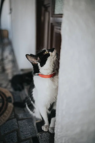 Vertical Shot Black White Cat Sitting Entrance Door — 图库照片