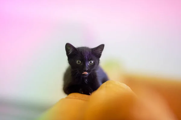 Kanepenin Sarı Yastıklarında Yatan Sevimli Siyah Bir Kedi Yavrusunun Yakın — Stok fotoğraf