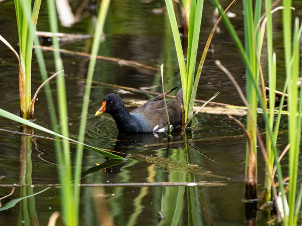 Czarny Wrzosowisko Pospolite Gallinula Chloropus Pływanie Stawie Słodkimi Flagami — Zdjęcie stockowe