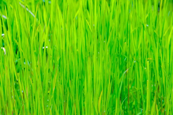 Ein Feld Frischen Grünen Grases Sonnenlicht — Stockfoto