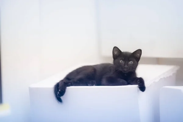 Closeup Shot Cute Black Kitten Lying White Surface — 스톡 사진