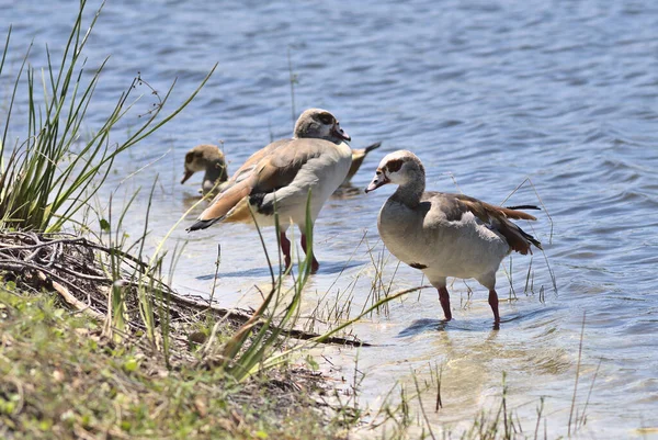 Nilgäss Fokuserar Selektivt Sjöstranden — Stockfoto