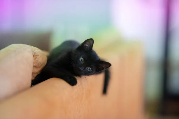 Primo Piano Simpatico Gattino Nero Sdraiato Sui Cuscini Gialli Divano — Foto Stock