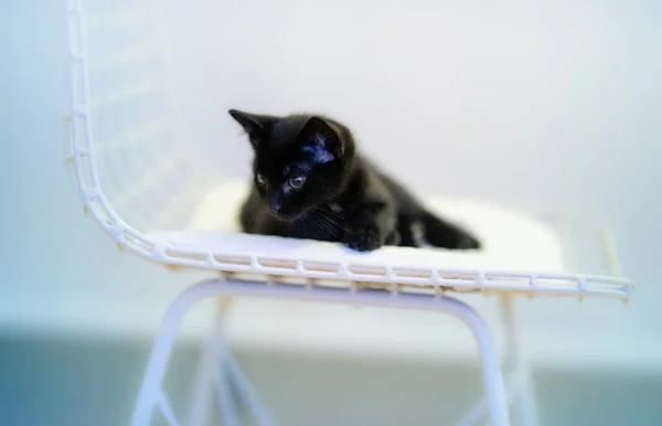 Eine Nahaufnahme Eines Niedlichen Schwarzen Kätzchens Das Auf Einem Weißen — Stockfoto