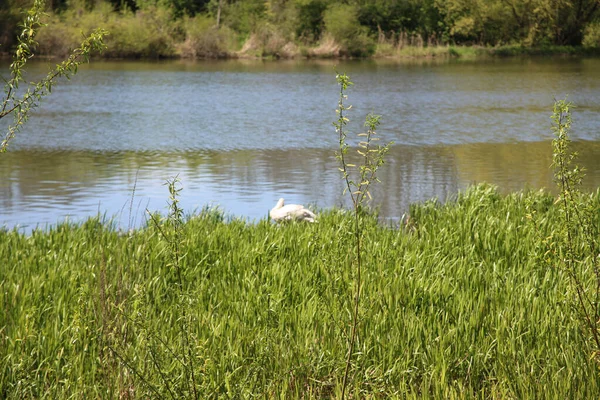 Крупный План Зеленого Лебедя Озере Отражением Зеленой Травы Деревьев Берегу — стоковое фото