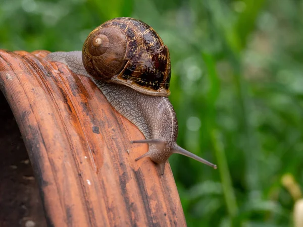 一只爬行蜗牛的特写镜头 — 图库照片
