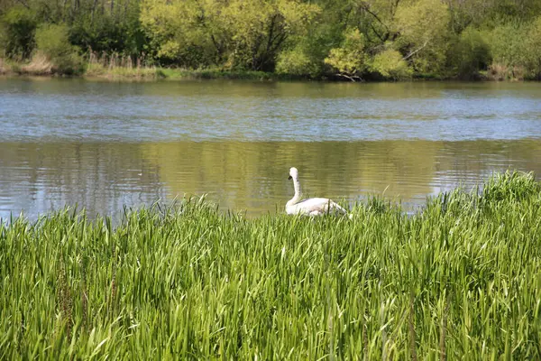 Eine Nahaufnahme Von Einem Grünen Schwan Einem See Mit Einem — Stockfoto
