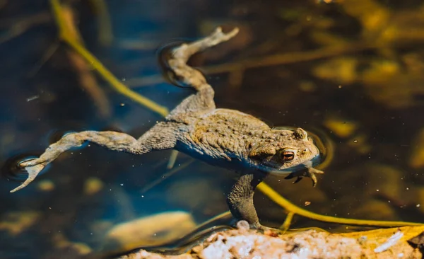 Zbliżenie Zdjęcia Pływającej Żaby — Zdjęcie stockowe