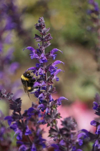 Bumblebee Polinizando Sábio Comum Roxo Jardim — Fotografia de Stock