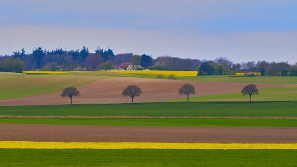 Primo Piano Alberi Nei Campi Agricoli Sotto Cielo Luminoso — Foto Stock