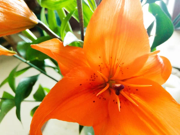 Közelkép Egy Élénk Narancssárga Liliomvirágról Hátulról Fénylő Fénnyel Egy Napos — Stock Fotó