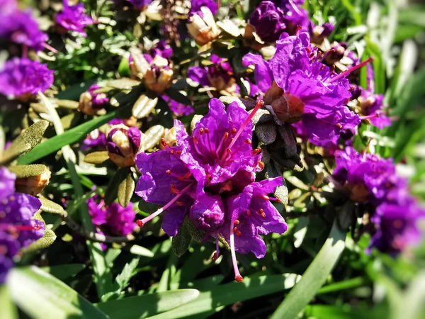 Flores Rododendro Púrpura Jardín —  Fotos de Stock