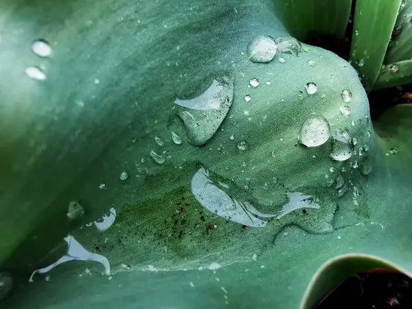 Макросхема Крапель Води Свіжому Зеленому Листі — стокове фото
