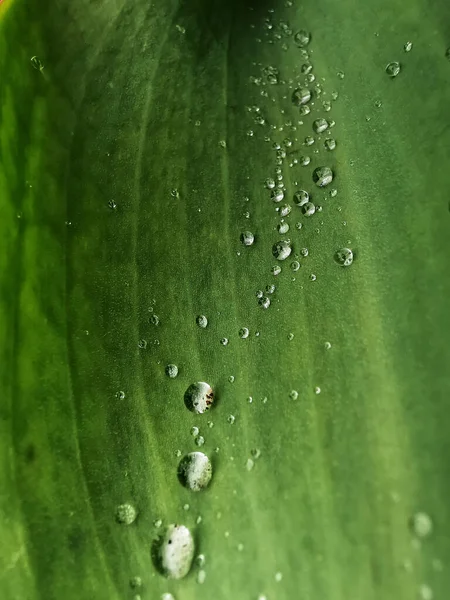 Une Macro Photo Feuilles Vertes Fraîches Une Plante Avec Des — Photo