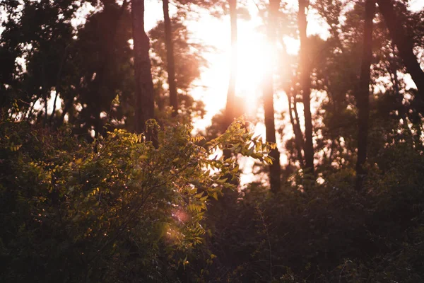 Ένα Πανέμορφο Φόντο Ενός Δάσους Ένα Χρυσό Ήλιο Που Λάμπει — Φωτογραφία Αρχείου