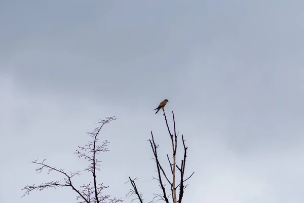 Ein Malerischer Blick Auf Einen Kleinen Vogel Der Auf Einem — Stockfoto