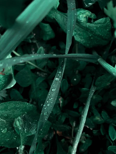 Крупним Планом Знімок Дощових Крапель Довгій Зеленій Траві — стокове фото
