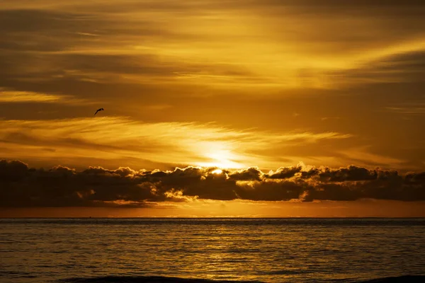 Sun Hidden Clouds Sky Golden Sunset Sea Silhouette Bird Flying — Stock Photo, Image