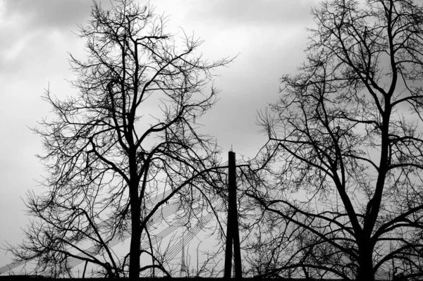 Серый Снимок Красивых Высоких Деревьев — стоковое фото