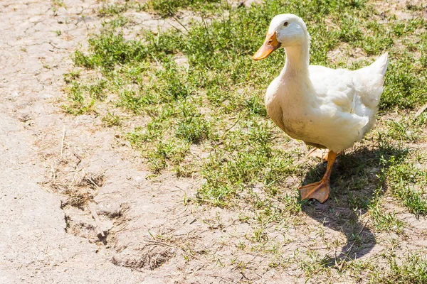 Closeup Shot White Goose Walking Lawn — Stock Photo, Image