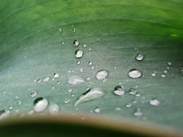 Fondo Abstracto Hoja Verde Fresca Con Gotas Rocío — Foto de Stock