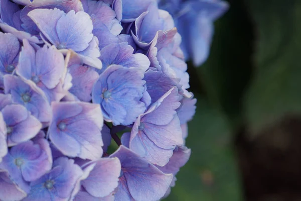 Красивые Голубые Цветы Hydrangea Саду — стоковое фото