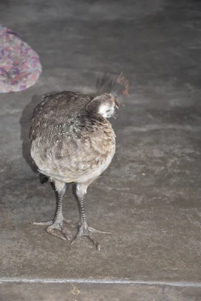 Disparo Vertical Pavo Real Gris Parque Zoológico — Foto de Stock