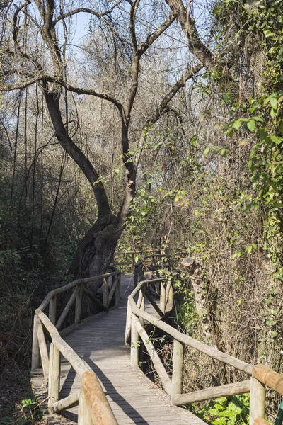 西班牙安达卢西亚Huelva Donana公园的桥 — 图库照片