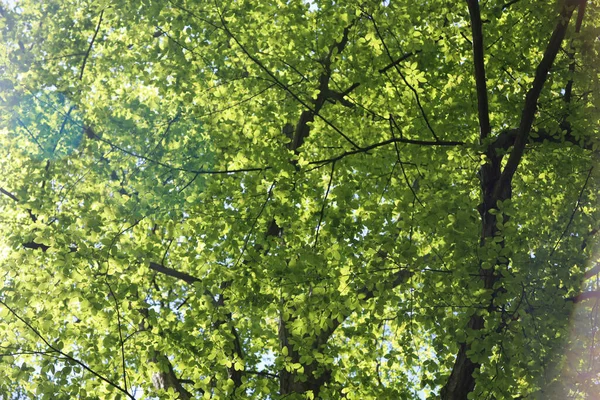 Plan Angle Bas Branches Arbres Verts Dans Une Forêt — Photo