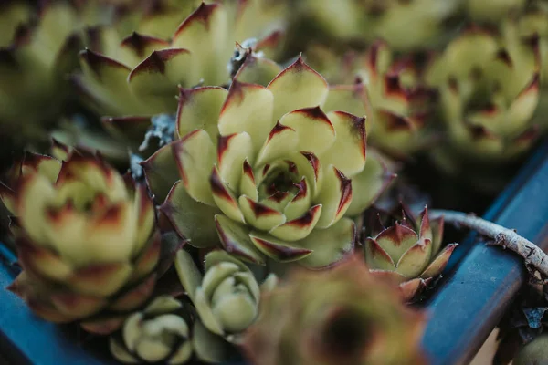 Enfoque Selectivo Las Plantas Una Casa Verde — Foto de Stock