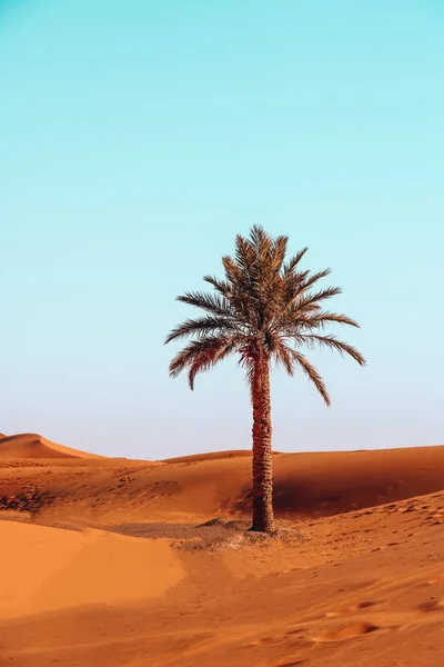 Una Palmera Solitaria Creciendo Desierto Sahariano Bajo Cielo Azul Claro — Foto de Stock