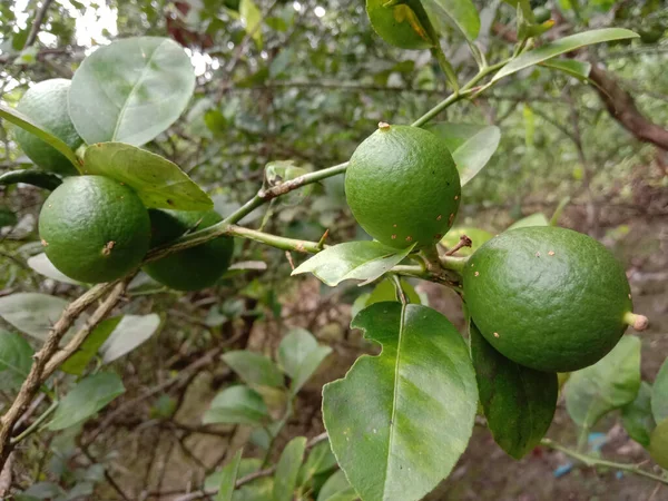 Primo Piano Limoni Verdi Che Crescono Albero Azienda Raccolto — Foto Stock