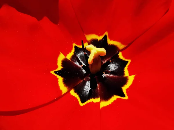 赤いチューリップのマクロショット — ストック写真
