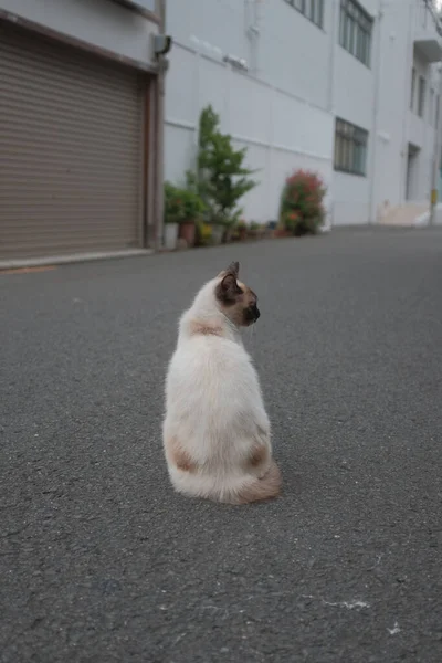 Vertikal Bild Vacker Katt Gatan — Stockfoto