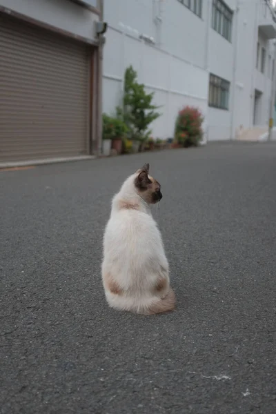 Colpo Verticale Bel Gatto Strada — Foto Stock