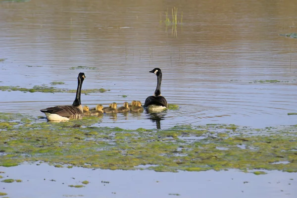 Een Close Shot Van Zwanen Eendjes Zwemmen Een Vijver Een — Stockfoto