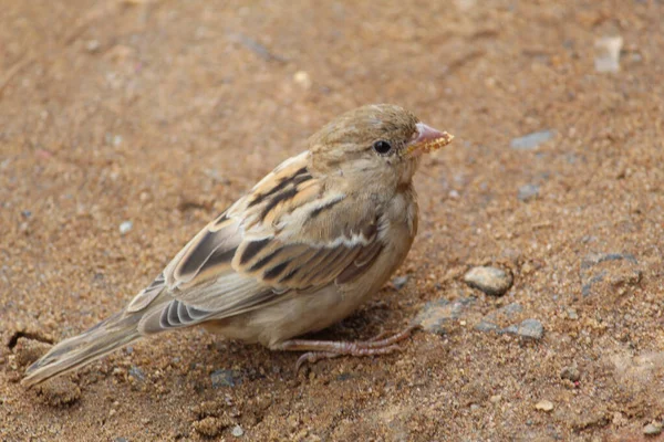 Closeup Shot Brown Sparrow Ground — Stock Photo, Image